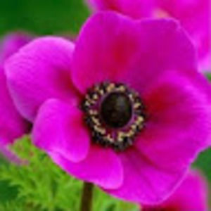 Meet your Posher, Mati and ayelet